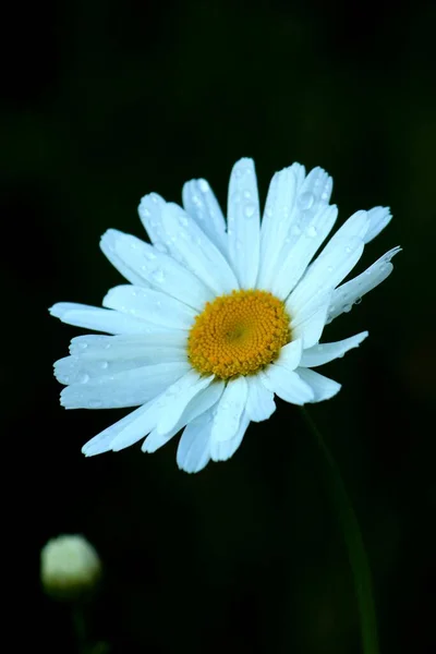 Sommerblumen Morgenfeld — Stockfoto