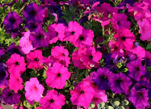 Красивые Нежные Цветы Солнечном Свете — стоковое фото