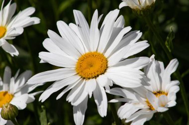 Gün ışığında narin bir çiçek