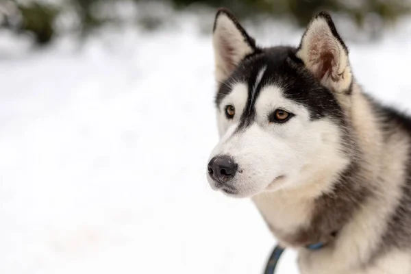 冬の森の雪のフィールドにハスキーマラミュート犬。雪の上に横たわる血統犬 — ストック写真