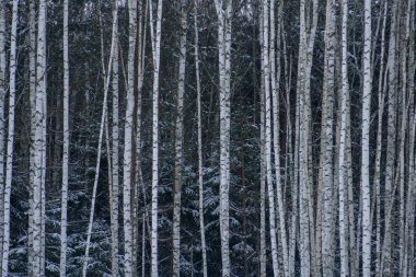 Karda peri kış ormanı. Kış zamanı. Yoğun kar yağışı. Kardaki ağaçlar. Güzel manzara. Ağaçların gövdeleri ve dalları. Ağaçlarda ve zeminde kar ile kış ormanı