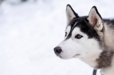 Husky malamute köpek kış ormanlarında karlı alanda. Karda yatan soyağacı köpeği