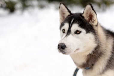Husky malamute köpek kış ormanlarında karlı alanda. Karda yatan soyağacı köpeği