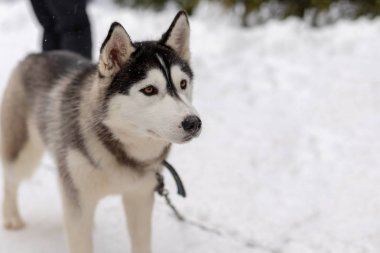 Husky malamute köpek kış ormanlarında karlı alanda. Karda yatan soyağacı köpeği