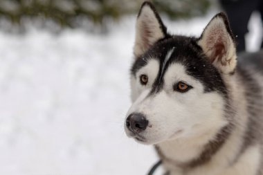 Husky malamute köpek kış ormanlarında karlı alanda. Karda yatan soyağacı köpeği