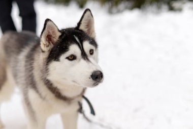 Husky malamute köpek kış ormanlarında karlı alanda. Karda yatan soyağacı köpeği