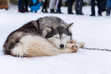 Husky malamute köpek kış ormanlarında karlı alanda. Karda yatan soyağacı köpeği