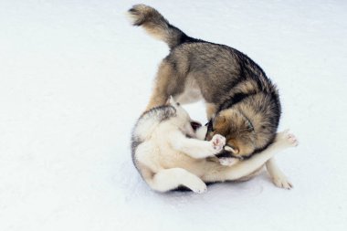 Karda oynayan köpekler. Sibirya husky köpekler yürüyüş te kavga ve ısırma eğlenirler. Oyun ve iki köpek sokakta iletişim