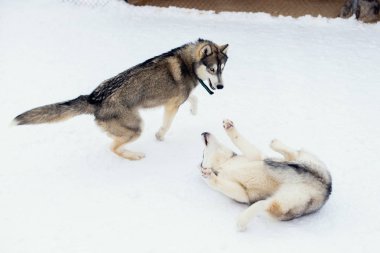 Karda oynayan köpekler. Sibirya husky köpekler yürüyüş te kavga ve ısırma eğlenirler. Oyun ve iki köpek sokakta iletişim
