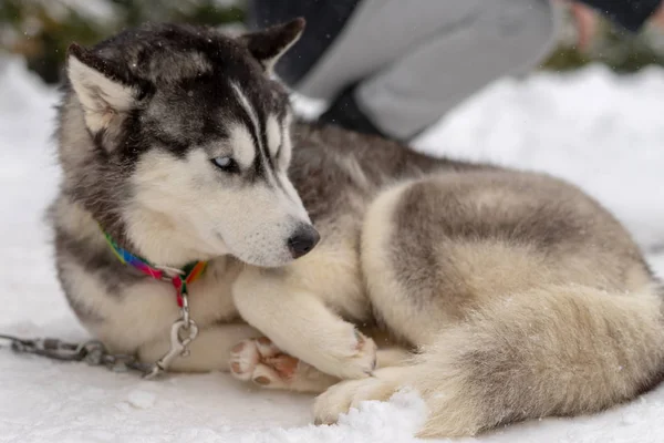 Σκυλομάλαν σκύλος σε χιονισμένο χωράφι στο χειμερινό δάσος. Το σκυλί της γενεαλογίας κείτεται στο χιόνι — Φωτογραφία Αρχείου