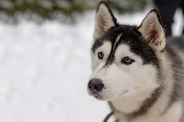 Husky cane malamute sul campo innevato nella foresta invernale. Pedigree cane sdraiato sulla neve — Foto Stock