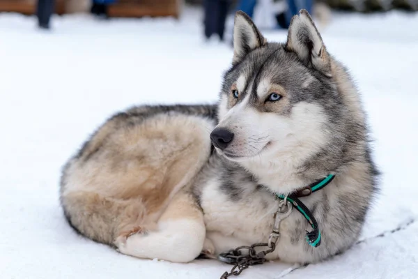 Husky Malamute hond op besneeuwde veld in winter bos. Pedigree hond liggend op de sneeuw — Stockfoto