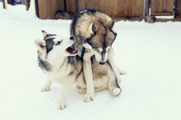 Cani che giocano nella neve. I cani husky siberiani si divertono a combattere e mordere a passeggiata.Gioco e comunicazione per strada di due cani — Foto Stock