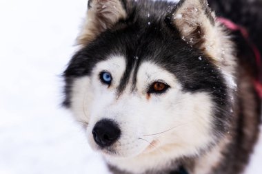 Mavi gözlü Husky köpek dikkatle fotoğrafçı düz bakıyor. Farklı Gözlü Closeup Sibirya Husky Puppy.