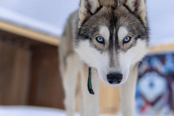 Husky dog with blue eyes intently looking straight at the photographer — Stock Photo, Image