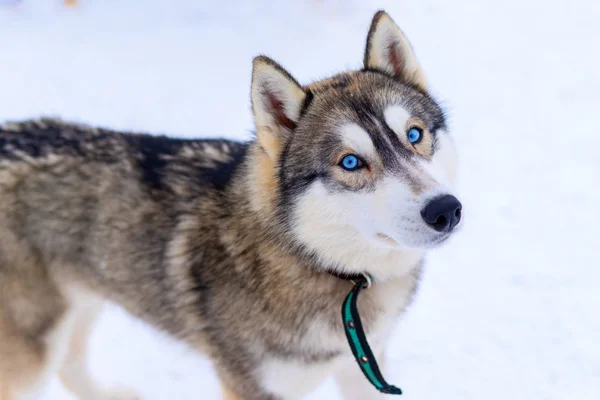 Husky hond met de blauwe ogen aandachtig kijken rechtdoor de fotograaf — Stockfoto