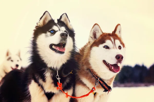 Cane muscoloso sdraiato sulla neve. Bianco e nero husky siberiano con gli occhi azzurri su una passeggiata nel parco invernale . — Foto Stock