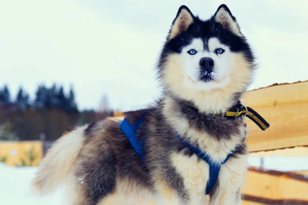 Husky cane con gli occhi azzurri intensamente guardando dritto il fotografo — Foto Stock