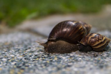 Yolda sürünen kabuklu büyük bir salyangoz.