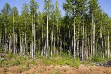Yaz sonunda parlak güneş ışığı altında huş ağaçları. Ormandaki ağaçlar. huş ağaçları gövdeleri - siyah ve beyaz doğal arka plan. sabah güneş ışığında huş ormanı. 