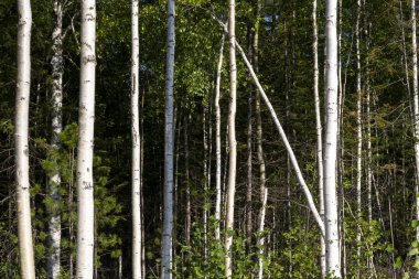 Yaz sonunda parlak güneş ışığı altında huş ağaçları. Ormandaki ağaçlar. huş ağaçları gövdeleri - siyah ve beyaz doğal arka plan. sabah güneş ışığında huş ormanı. 