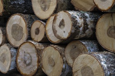 Farklı boyutlarda parçalar çam, meşe ve diğer ağaçların doğranmış parçaları, kış aylarında şömine içine yanmış hazır bu ahşap yığını oluşturuyor.