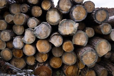 ağaç kütüğü düştü - yıllık halkaları ile gövde bölümü. ağaç kütükleri arka plan. kesit günlüğü dokusu