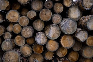 ağaç kütüğü düştü - yıllık halkaları ile gövde bölümü. ağaç kütükleri arka plan. kesit günlüğü dokusu