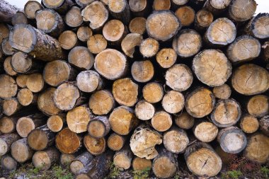 ağaç kütüğü düştü - yıllık halkaları ile gövde bölümü. ağaç kütükleri arka plan. kesit günlüğü dokusu