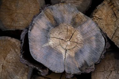 ağaç kütüğü düştü - yıllık halkaları ile gövde bölümü. ağaç kütükleri arka plan. kesit günlüğü dokusu