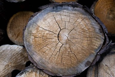 ağaç kütüğü düştü - yıllık halkaları ile gövde bölümü. ağaç kütükleri arka plan. kesit günlüğü dokusu