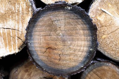 ağaç kütüğü düştü - yıllık halkaları ile gövde bölümü. ağaç kütükleri arka plan. kesit günlüğü dokusu