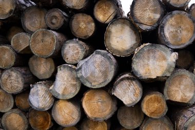 ağaç kütüğü düştü - yıllık halkaları ile gövde bölümü. ağaç kütükleri arka plan. kesit günlüğü dokusu