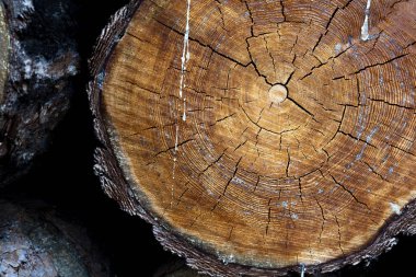 ağaç kütüğü düştü - yıllık halkaları ile gövde bölümü. ağaç kütükleri arka plan. kesit günlüğü dokusu