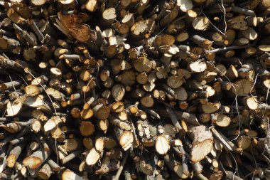 Doğal desenli ahşap doku. Hollywood dokusu. Kontrplak kalkan parçası. Üst Manzara. Doğal dokular. Ahşap arkaplan.