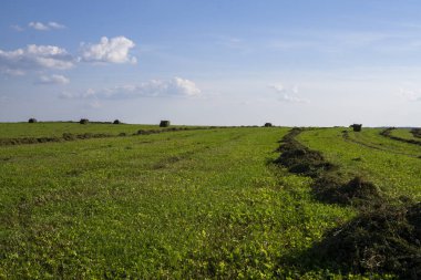 Saman balyaları ön planda bir tarlada. Saman hasadı. Gökyüzündeki bulutlar. Tarım çiftliği. Ekili tarlalar ve saman balyaları ile tepeler 