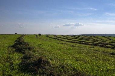 Saman balyaları ön planda bir tarlada. Saman hasadı. Gökyüzündeki bulutlar. Tarım çiftliği. Ekili tarlalar ve saman balyaları ile tepeler 