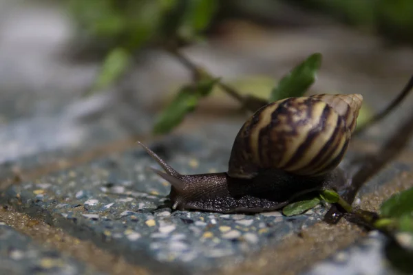 Grande caracol com casca rastejando na estrada — Fotografia de Stock