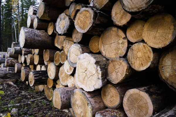 Avskogning miljöproblem, regnskogen förstördes för oljepalmer plantager. Stubbar och stockar visar att överexploatering leder till avskogning äventyrar miljö och hållbarhet. — Stockfoto