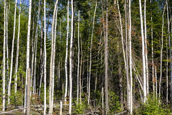 Los abedules a la luz del sol brillante a finales del verano. Árboles en un bosque. Los troncos de los abedules - el fondo negro y blanco natural. bosque de abedul a la luz del sol por la mañana . — Foto de Stock