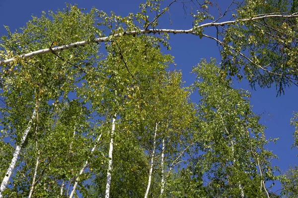 Brzozowe drzewa w jasnym słońcu późnym latem. Drzewa w lesie. pnie brzozy-czarno-białe tło naturalne. brzozowy las w słońcu rano. — Zdjęcie stockowe