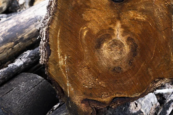 stump of tree felled - section of the trunk with annual rings. tree stumps background. cross section log texture