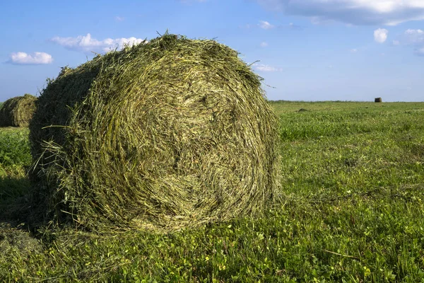 Halmballer på en eng i forgrunnen. Høsting av høy. Skyer på himmelen. Jordbruksgård. Åser med dyrket mark og høyballer – stockfoto