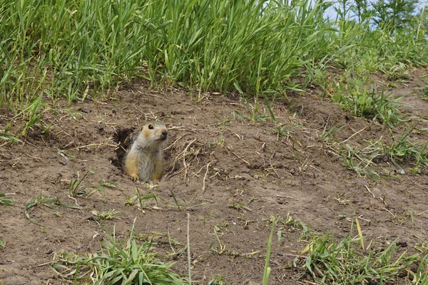 El topo de guardia, animales en la naturaleza salvaje. Los topos salieron del agujero en el césped, los peludos topos lindos sentados en un prado verde en un día soleado . — Foto de Stock