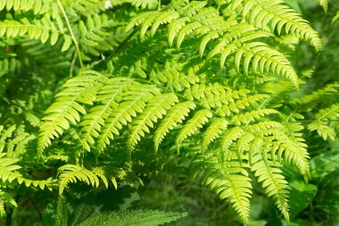 Güzel eğreltiotu yaprakları yeşil yapraklar. Güneş ışığında doğal çiçek eğreltiotu arka planı..
