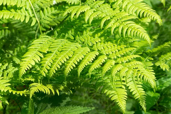 Sköna Ormbunkar Löv Grönt Lövverk Naturlig Blommig Ormbunke Bakgrund Solljus — Stockfoto