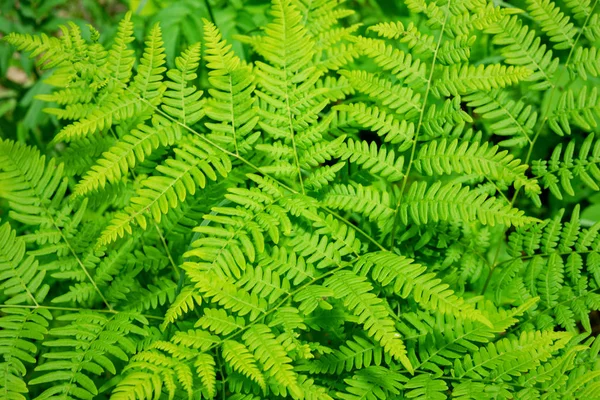 Sköna Ormbunkar Löv Grönt Lövverk Naturlig Blommig Ormbunke Bakgrund Solljus — Stockfoto