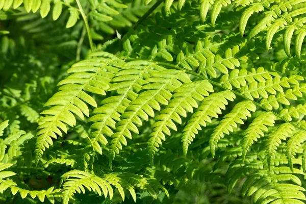 Samambaia na floresta close-up. Samambaia verde em foco seletivo — Fotografia de Stock