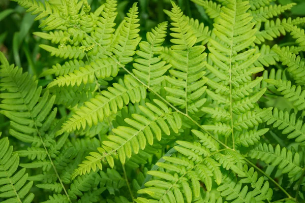 Samambaia na floresta close-up. Samambaia verde em foco seletivo — Fotografia de Stock