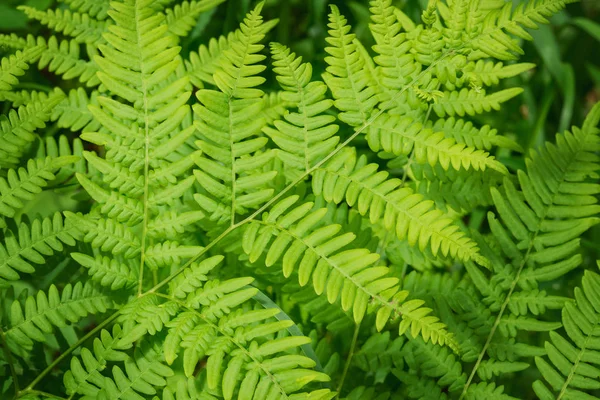 Samambaia na floresta close-up. Samambaia verde em foco seletivo — Fotografia de Stock